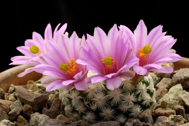 Mammillaria_herrerae